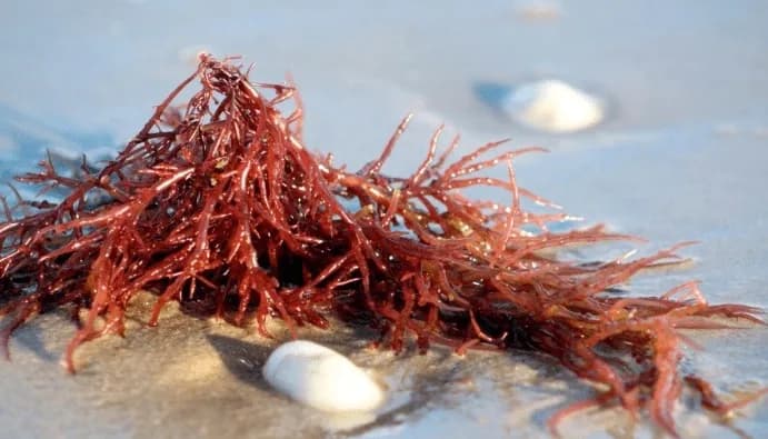 Carrageen