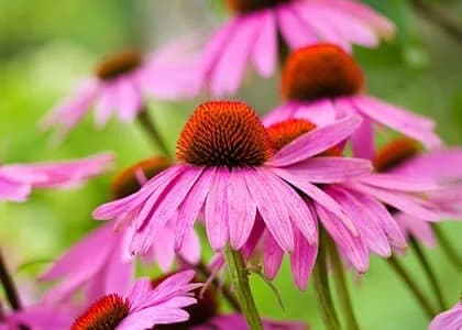 Echinacea Purpurea (Roter Sonnenhut) Extrakt