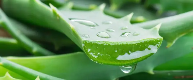 Aloe Vera (Aloe barbadensis) Extrakt