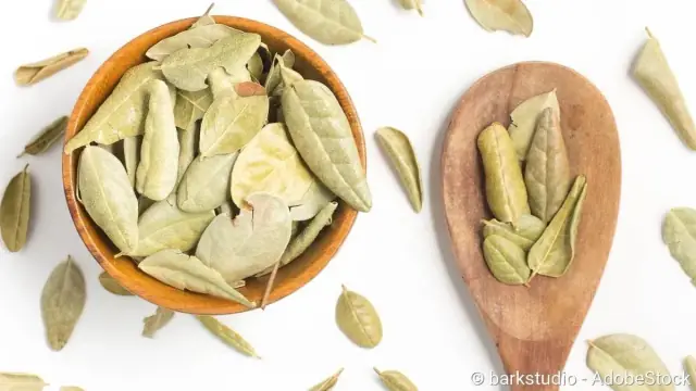 Boldobaum (Peumus boldus) Rindenextrakt