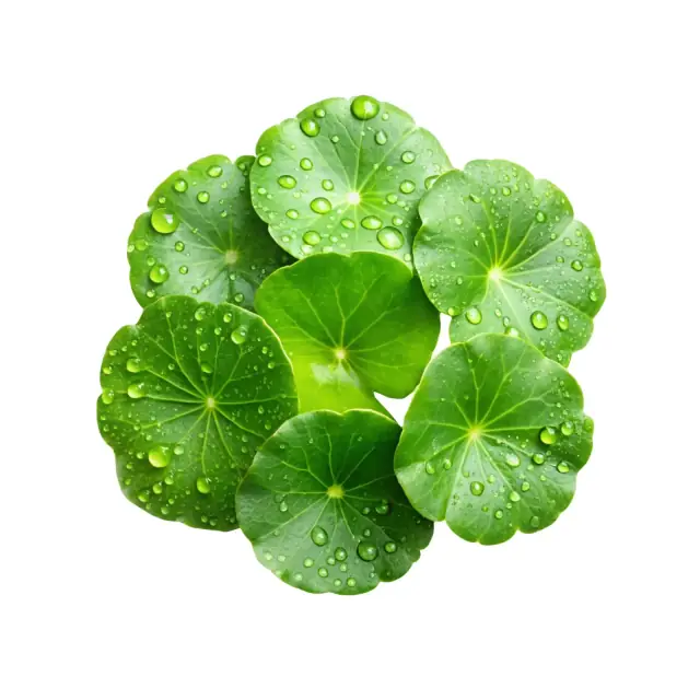Centella asiatica Extrakt