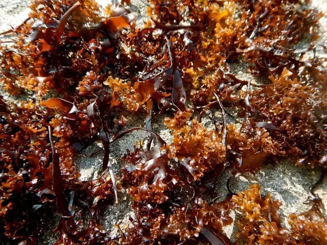 Chondrus crispus Extrakt