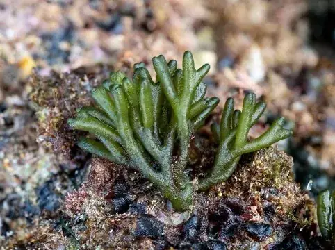 Codium tomentosum Extrakt